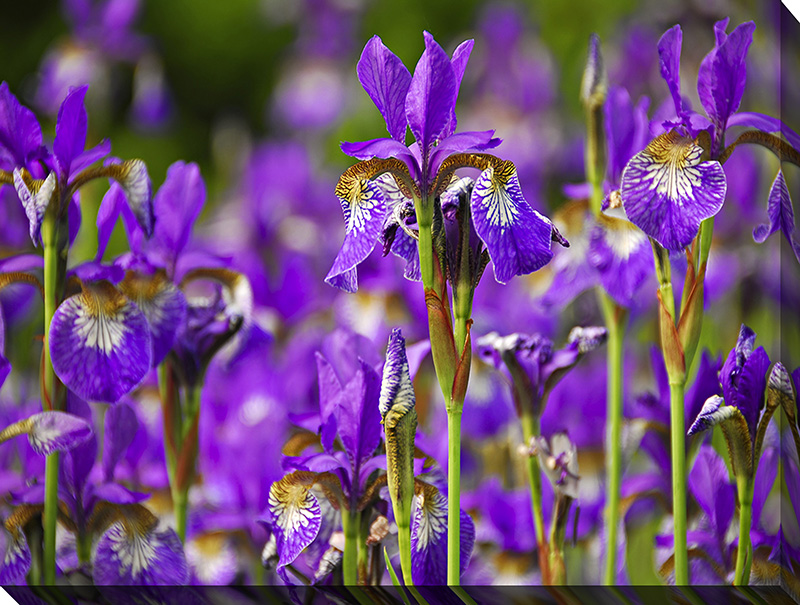 Irises 1